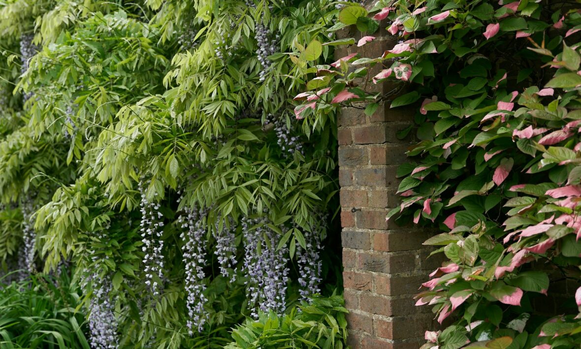 garden filled with wisteria