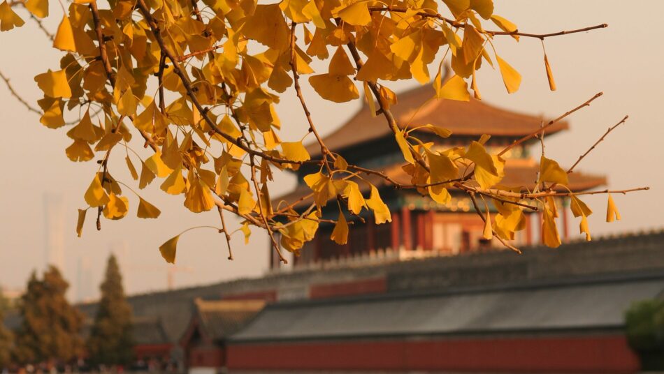 photo of gingko leaves and China's forbidden city