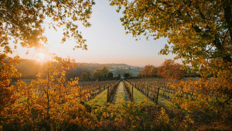 autumn vineyards in Bordeaux, France