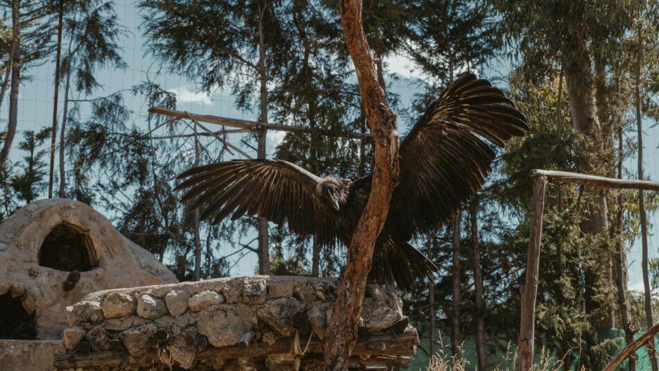 Andean Condors of Peru
