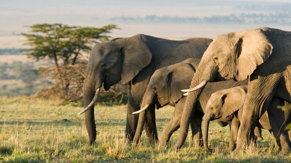 elephants in South Africa